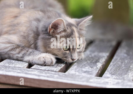 Chat des forêts sibériennes (Felis catus), gris, gingembre et blanc chaton femelle, âgée de 7 mois, jouant dans le jardin, Clifton, Bristol, Royaume-Uni, Banque D'Images