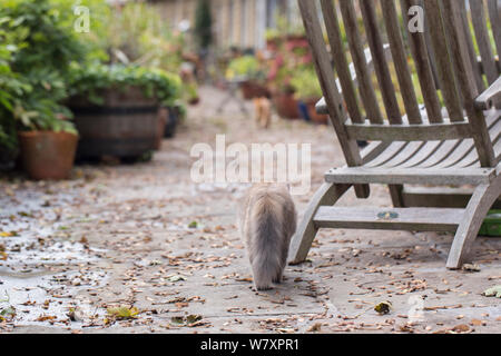 Chat des forêts sibériennes (Felis catus), gris, gingembre et blanc chaton femelle, âgée de 7 mois, marche dans le jardin, Clifton, Bristol, Royaume-Uni. Banque D'Images