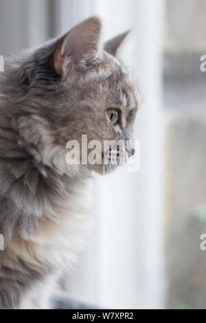 Chat des forêts sibériennes (Felis catus), gris, gingembre et blanc chaton femelle, âgée de 7 mois, à l'intérieur à la fenêtre du Royaume-Uni, Banque D'Images