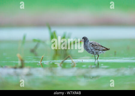 Chevalier arlequin (Tringa erythropus) sur l'eau, Shumen, Bulgarie, en avril. Banque D'Images