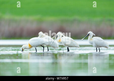 Spatule blanche (Platalea leucorodia) Groupe sur l'eau. Shumen, Bulgarie, en avril. Banque D'Images