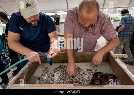 Jérusalem, Israël. 7 Août, 2019. Les visiteurs obtiennent l'expérience de première main à l'Emek Tzurim Mont du Temple Projet tamisage tamisage à travers les débris déterré par le Waqf musulman sur le mont du Temple et d'un dumping dans la vallée du Cédron. Second Temple de nombreux vestiges archéologiques ont été découverts. Les archéologues accusent le Waqf de se livrer à la destruction illégale de vestiges d'édifices juifs et des artefacts dans une tentative délibérée d'effacer liens juif historique au Mont du Temple. Les juifs religieux sont en train d'observer les "Trois Semaines" ou "Ben HaMetzarim', une période de deuil sur la destruction de Banque D'Images