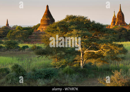 Temples de Bagan en début de matinée, Myanmar, novembre 2012. Banque D'Images