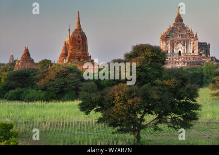 Temples de Bagan au Myanmar, à l'aube, novembre 2012. Banque D'Images