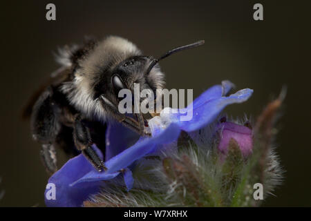 L'exploitation minière cendré (abeille Andrena cineraria) sur l'Orcanette fleur, Bristol, Angleterre, Royaume-Uni, mai. Banque D'Images