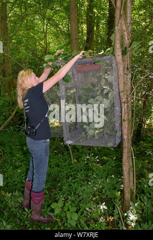 Lorna Griffiths de Nottinghamshire Wildlife Trust permettant à de jeunes branches noisetier (Corylus avellana) comme nourriture et abri à une Muscardinus avellanarius Hazel (Vanessa cardui) &# 39;version soft&# 39 ; avant la cage Les nichoirs sont placés à l'intérieur, Nottinghamshire, Angleterre, juin. Parution du modèle. Banque D'Images