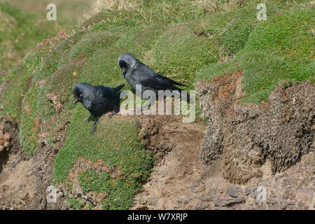 Jackdaw paire (Corvus monedula) perché à l'entrée de leur terrier nid sur une falaise, Cornwall, UK, avril. Banque D'Images