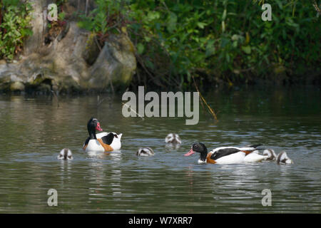 Tadorne casarca tadorna Tadorna (paire) Nager avec leur couvée de canetons de canards sur un lac, Gloucestershire, Royaume-Uni, mai. Banque D'Images