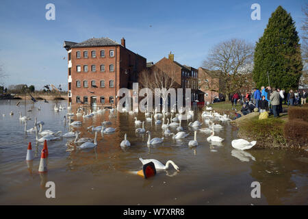 Les gens qui regardent le cygne tuberculé (Cygnus olor) nager près de Old Cornmill inondées à Worcester après le centre-ville a été inondée par la rivière Severn débordant ses rives, Gloucestershire, février 2014. Banque D'Images