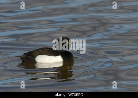 Fuligule morillon (Aythya fuligula) drake natation sur pâturages inondés, Gloucestershire, Royaume-Uni, janvier. Banque D'Images