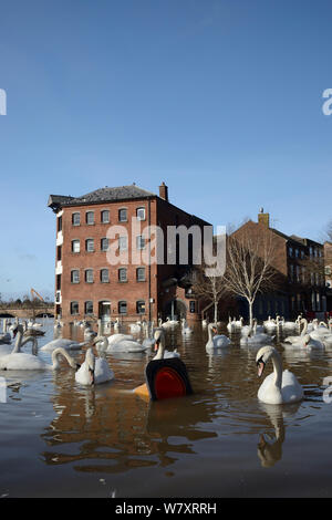 Le Cygne tuberculé (Cygnus olor) nager près de Old Cornmill inondées à Worcester après le centre-ville a été inondée par la rivière Severn débordant ses rives, Gloucestershire, février 2014. Banque D'Images