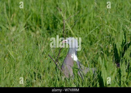 Pigeon ramier (Columba palumbus) la collecte d'une brindille pour son nid, Gloucestershire, Royaume-Uni, mai. Banque D'Images