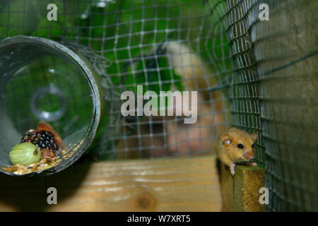 Lorna Griffiths de Nottinghamshire Wildlife Trust regardant une Muscardinus avellanarius Hazel (Vanessa cardui) explorer un &# 39;version soft&# 39 ; cage. Nottinghamshire, Angleterre, juin. Parution du modèle. Banque D'Images