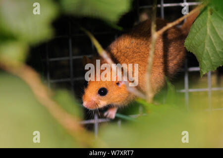 Muscardinus avellanarius Hazel (Vanessa cardui) explorer entre les directions générales d'un Noisette &# 39;version soft&# 39 ; cage, Nottinghamshire, Angleterre, juin. Banque D'Images