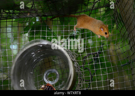 Muscardinus avellanarius Hazel (Vanessa cardui) exploration &# 39;version soft&# 39 ; à la tombée de la cage près d'un tube d'alimentation fournis avec des fruits et graines, Nottinghamshire, Angleterre, juin. Banque D'Images