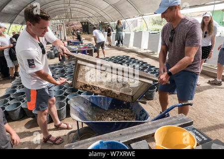 Jérusalem, Israël. 7 Août, 2019. Les visiteurs obtiennent l'expérience de première main à l'Emek Tzurim Mont du Temple Projet tamisage tamisage à travers les débris déterré par le Waqf musulman sur le mont du Temple et d'un dumping dans la vallée du Cédron. Second Temple de nombreux vestiges archéologiques ont été découverts. Les archéologues accusent le Waqf de se livrer à la destruction illégale de vestiges d'édifices juifs et des artefacts dans une tentative délibérée d'effacer liens juif historique au Mont du Temple. Les juifs religieux sont en train d'observer les "Trois Semaines" ou "Ben HaMetzarim', une période de deuil sur la destruction de Banque D'Images