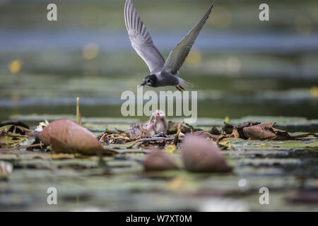 Guifette noire (Chlidonias niger) nourrir les jeunes au nid, Seddinsee, Brandebourg, Allemagne, juin. Banque D'Images