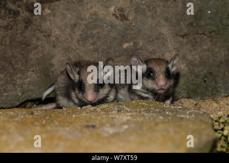 Deux mineurs jardin muscardins (Eliomys quercinus), Allemagne, captive, août. Banque D'Images