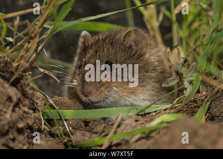 Campagnol des champs (Microtus arvalis), Basse-Saxe, Allemagne, captive, août. Banque D'Images