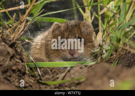 Campagnol des champs (Microtus arvalis), Basse-Saxe, Allemagne, captive, août. Banque D'Images