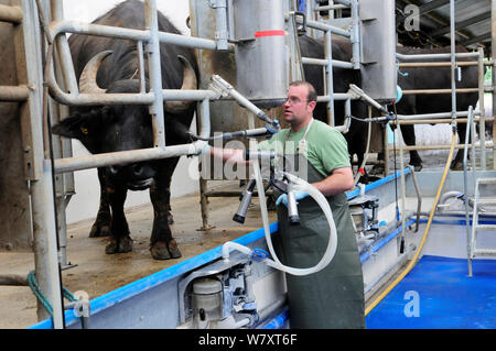 Waterbuffalo (Bubalus bubalis) dans la salle de traite, Laverstoke Park Farm, Hampshire, Royaume-Uni, septembre 2010. Banque D'Images