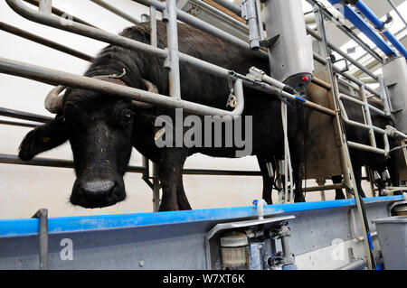 Waterbuffalo (Bubalus bubalis) dans la salle de traite, Laverstoke Park Farm, Hampshire, Royaume-Uni, septembre 2010. Banque D'Images