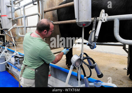 Waterbuffalo (Bubalus bubalis) dans la salle de traite, Laverstoke Park Farm, Hampshire, Royaume-Uni, septembre 2010. Banque D'Images