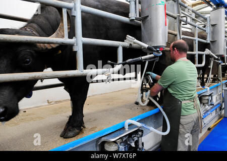 Waterbuffalo (Bubalus bubalis) dans la salle de traite, Laverstoke Park Farm, Hampshire, Royaume-Uni, septembre 2010. Banque D'Images