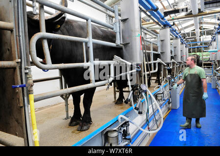 Waterbuffalo (Bubalus bubalis) dans la salle de traite, Laverstoke Park Farm, Hampshire, Royaume-Uni, septembre 2010. Banque D'Images