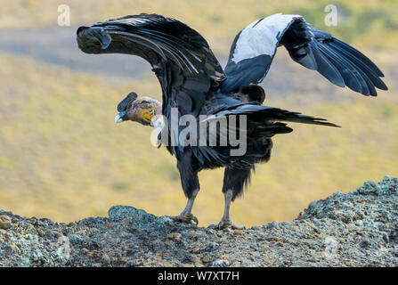 Homme Condor des Andes (Vultur gryphus), les ailes battantes Los Cuernos Pics, Torres del Paine, Chili. Mars. Banque D'Images