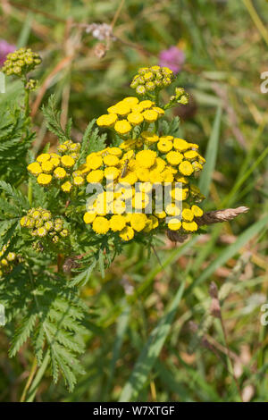 Tanaisie (Tanacetum vulgare) Ladywell Champs, Lewisham, South East London, England, UK, Juillet Banque D'Images