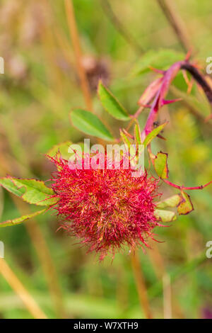 Robin&# 39;s Pincushion gall sur Dog Rose, causée par gall wasp (Diplolepis rosae) Hutchinson&# 39;s Bank, New Addington, Croydon, dans le sud de Londres, Angleterre, Royaume-Uni, Août Banque D'Images