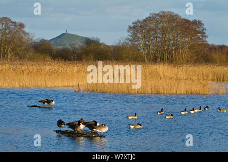 La bernache du Canada (Branta canadensis) sur l'eau au mur jambon réserve RSPB, partie de l'Avalon de marais complexe qui a été créée à partir d'extraction de tourbe abandonnés fonctionne. Glastonbury Tor visible au-delà. Somerset, Royaume-Uni, février 2014. Banque D'Images