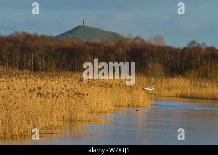 Héron cendré (Ardea cinerea) en vol au mur jambon réserve RSPB, partie de l'Avalon de marais complexe qui a été créée à partir d'extraction de tourbe abandonnés fonctionne. Glastonbury Tor visible au-delà. Les niveaux de Somerset, Royaume-Uni, février 2014. Banque D'Images