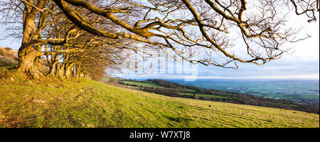 Planté près de la rangée de hêtres (Fagus sylvatica) le long de la piste sur les collines de Mendip au-dessus de Somerset, Royaume-Uni, Draycott, février 2014. Composite numérique. Banque D'Images