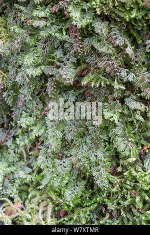 Wilson&# 39;s Filmy Fern (Hymenophyllum wilsonii) Snowdonia, le nord du Pays de Galles, Royaume-Uni, juillet. Banque D'Images