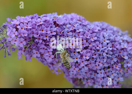 Araignée crabe (Misumena vatia) avec une abeille (Apis mellifera) sur Buddleia (Buddleja davidii) Surrey, Angleterre, juillet. Banque D'Images