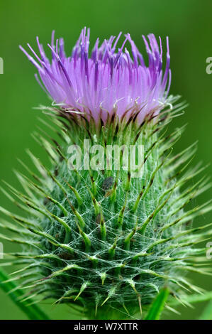 Spear Cirsium vulgare) bouton floral, Dorset, UK, juillet. Banque D'Images