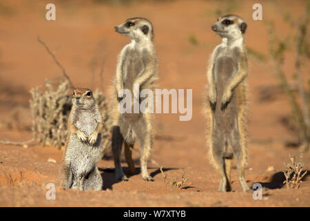Les suricates (Suricata suricatta), le partage avec des terriers (Ha83 inauris) Kgalagadi Transfrontier Park, Northern Cape, Afrique du Sud, la non-ex. Banque D'Images