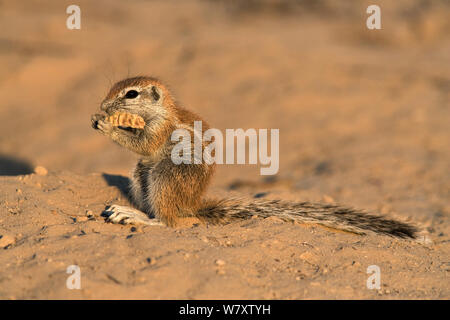 Baby (Ha83 inauris) manger gousse, Kgalagadi Transfrontier Park, Afrique du Sud. Banque D'Images