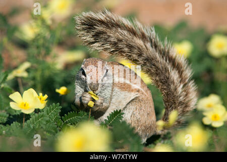 (Ha83 inauris) se nourrissant dans Devil&# 39;s thorn fleurs (Tribulus terrestris) Kgalagadi Transfrontier Park, Northern Cape, Afrique du Sud. Banque D'Images