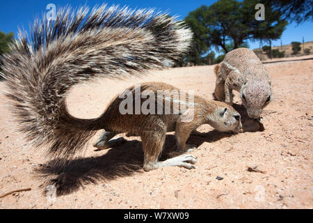 Les écureuils terrestres (Ha83 inauris) Kgalagadi Transfrontier Park, Northern Cape, Afrique du Sud. Banque D'Images