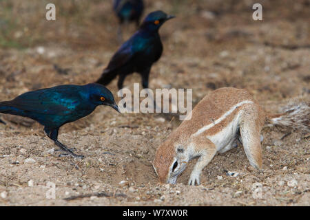 (Ha83 inauris) et Le Cap (Lamprotornis nitens Étourneaux Brillant) pour les insectes en attente d'être lancés en creusant, Kgalagadi Transfrontier Park, Afrique du Sud. Banque D'Images