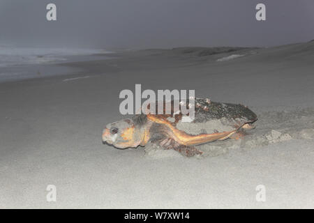 Tortue caouanne (Caretta caretta) femelle sur plage, Oman, juin Banque D'Images