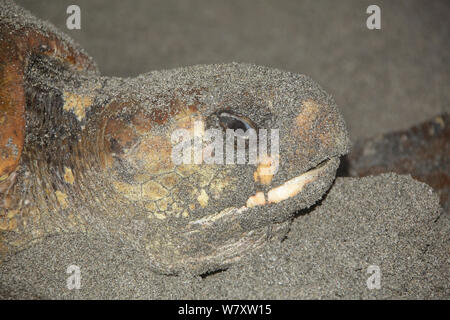 Tortue caouanne (Caretta caretta) Portrait de femme sur la plage, Oman, juin Banque D'Images