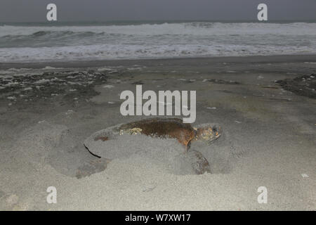 Tortue caouanne (Caretta caretta) femelle sur plage couvrant jusqu'ses oeufs, Oman, juin Banque D'Images