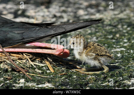 Black winged Stilt (Himantopus himantopus) chick,Oman, avril Banque D'Images