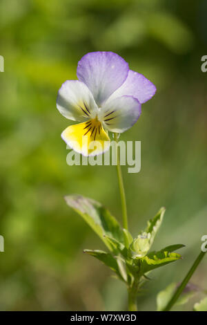 Pensée sauvage, Viola tricolor, Heartsease, Heart's Ease, Sussex, UK. Juillet Banque D'Images