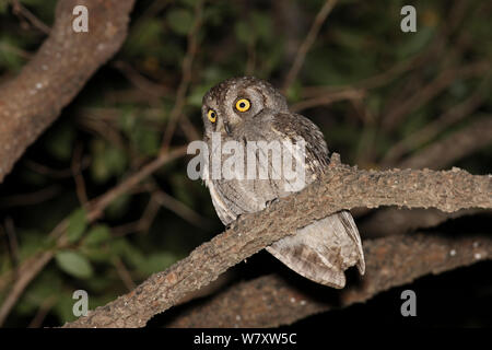 (Otus Scops arabique pamelae) sur une branche dans la nuit, Oman, Février Banque D'Images