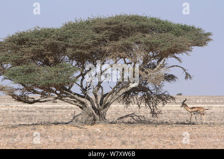 Arabian (Gazella gazella) près de plaine de gravier sur Acacia, Oman, novembre Banque D'Images